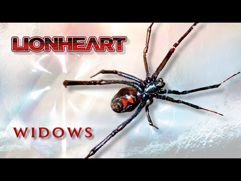 Lionheart Widows - The Lockdown Video